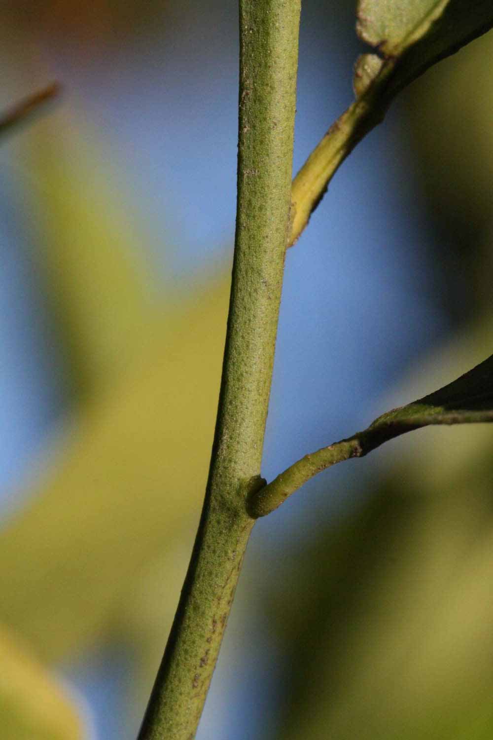              First year twig (Riverside, CA)       